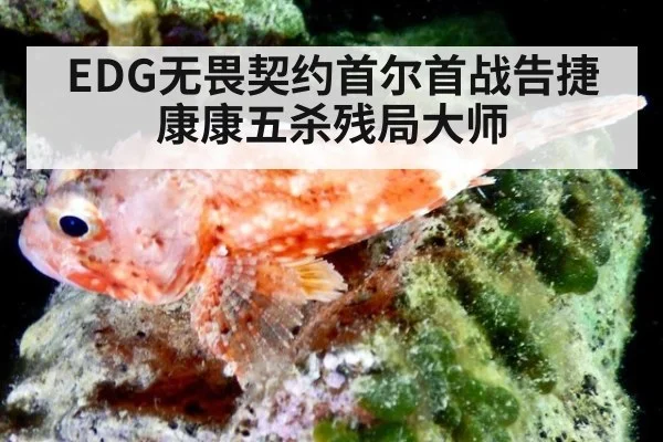 EDG无畏契约首尔首战告捷 康康五杀残局大师